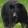 Bear Attacks New York And New Jersey Boys In Jersey Campground